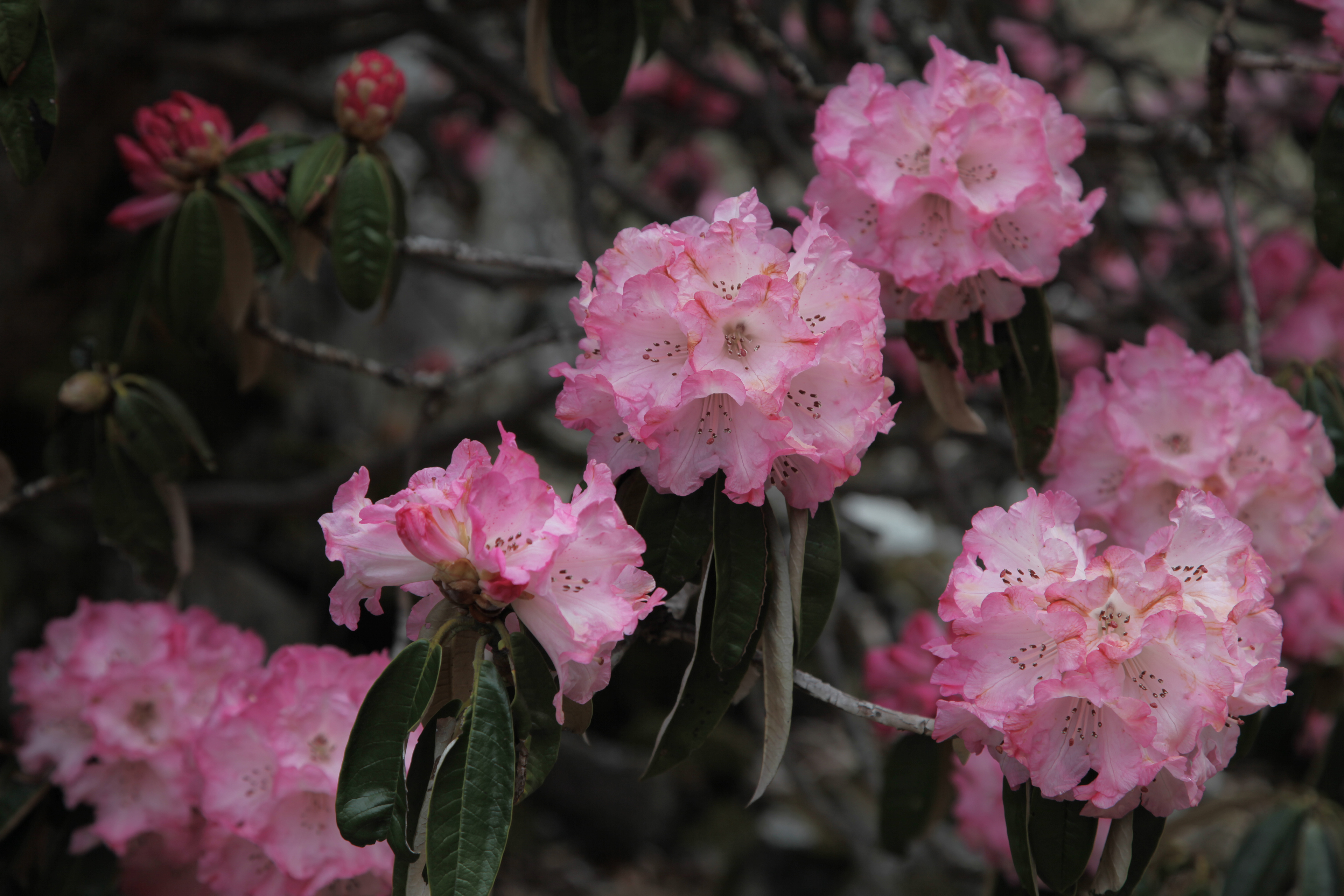 Rhododendron in Langtang
