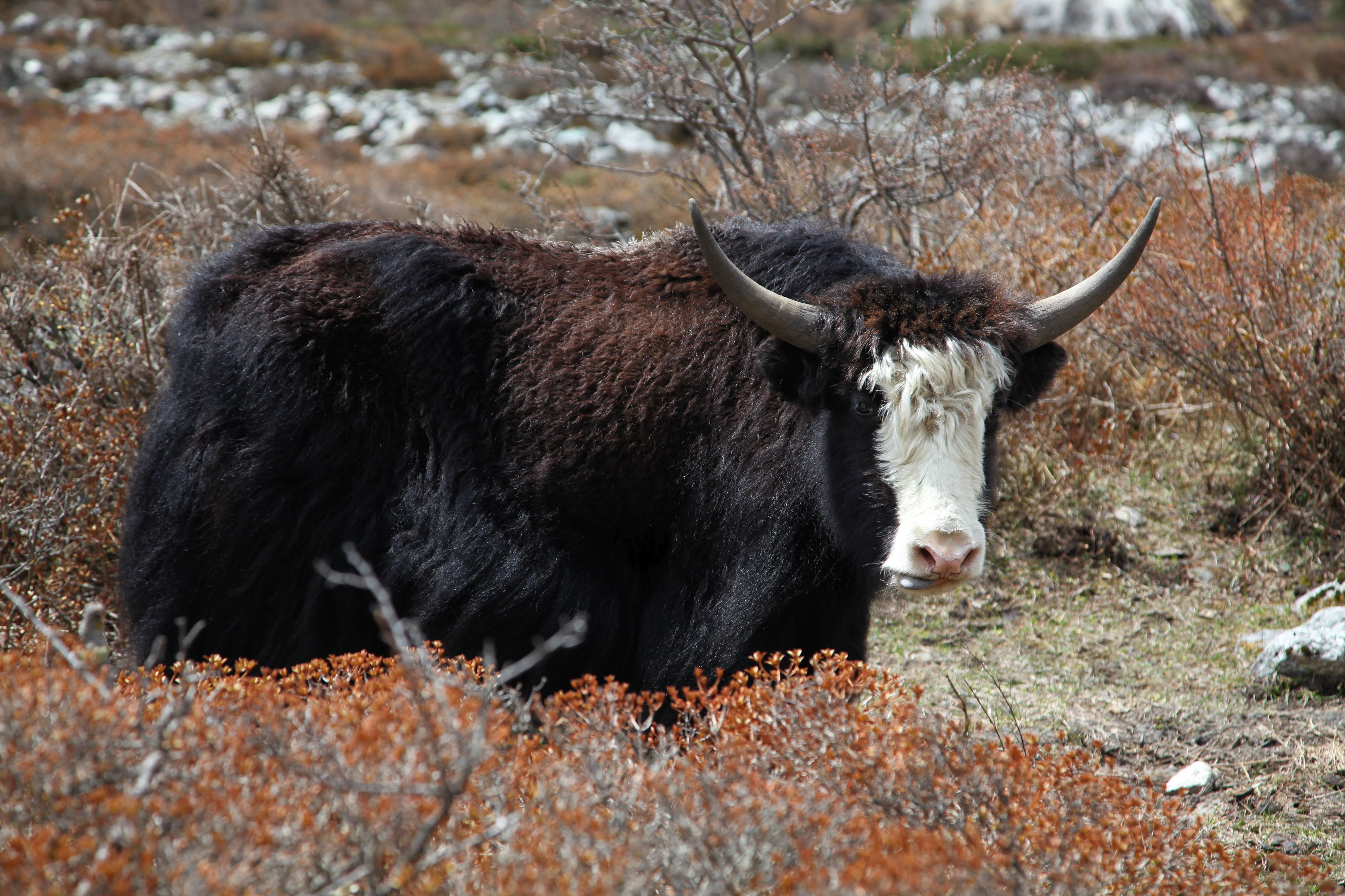 Nepal, Yak am Wegesrand