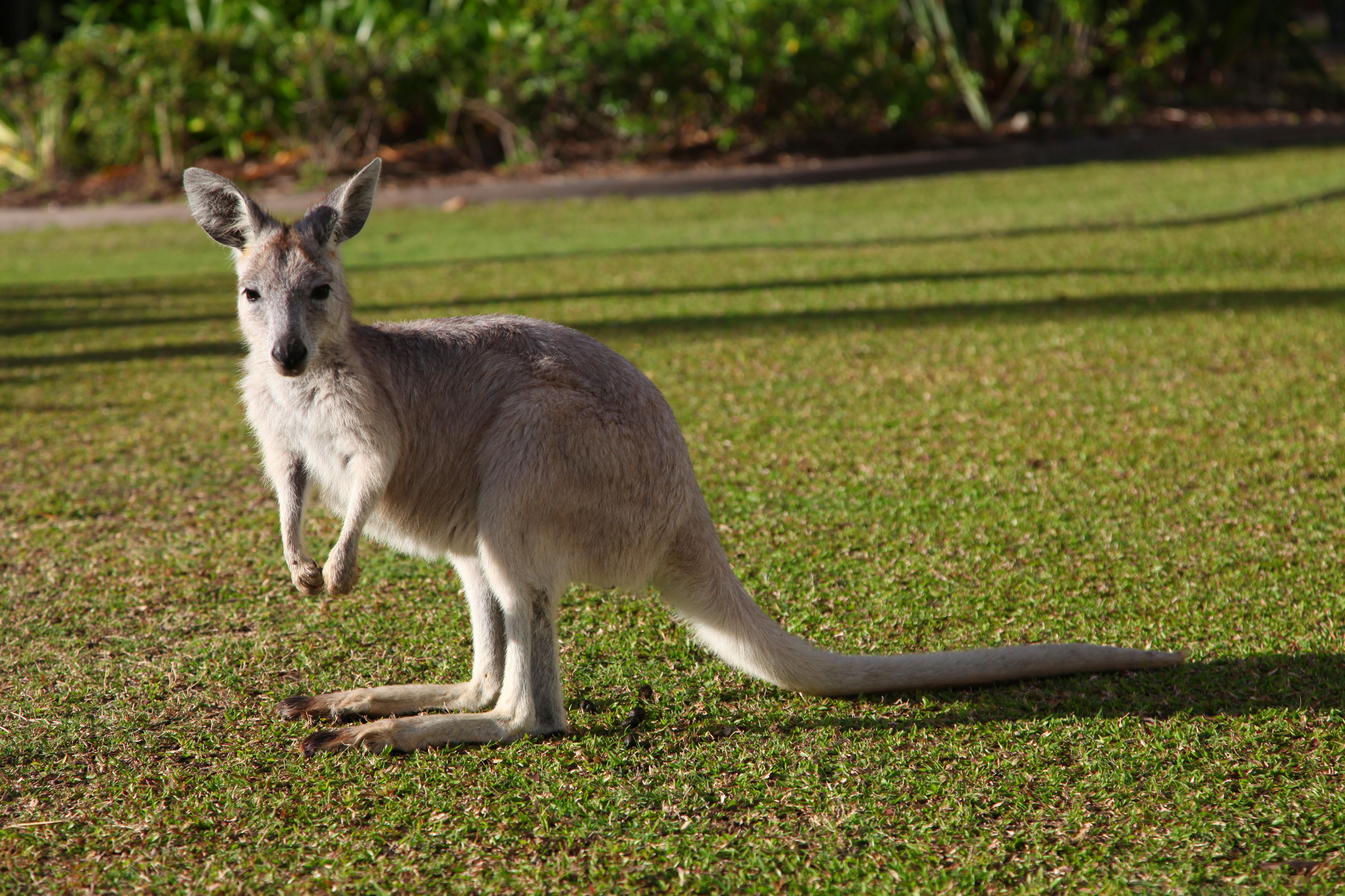 Australien, Wallaby