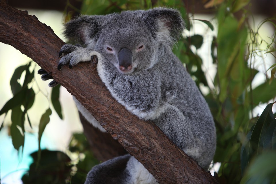 Koala