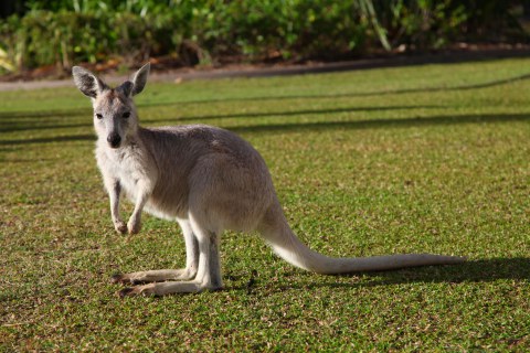 Australien, Wallaby