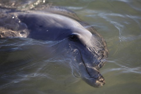 Australien, Monkey Mia