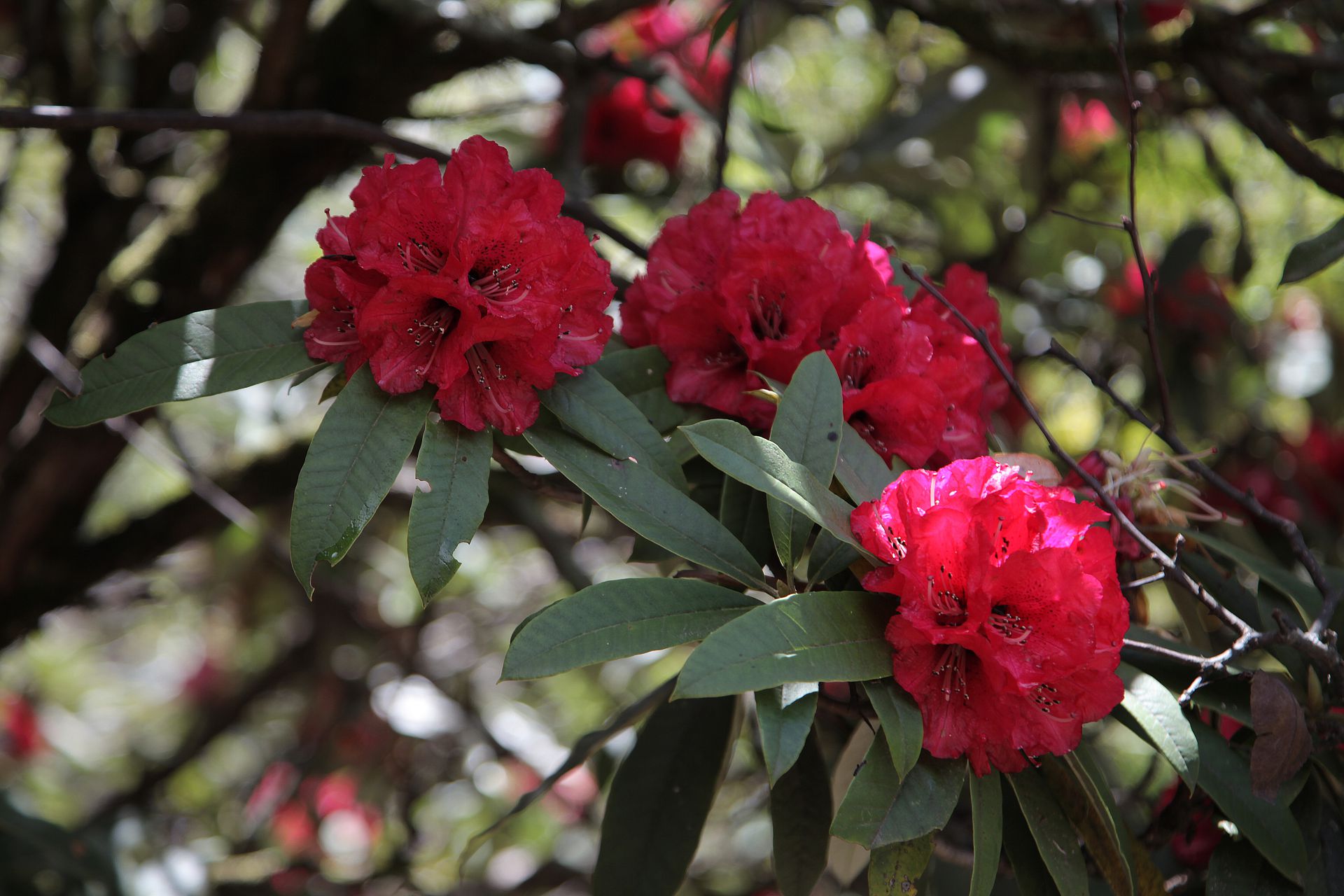 Rhododendron, Langtang